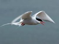 Küstenseeschwalbe im Flug